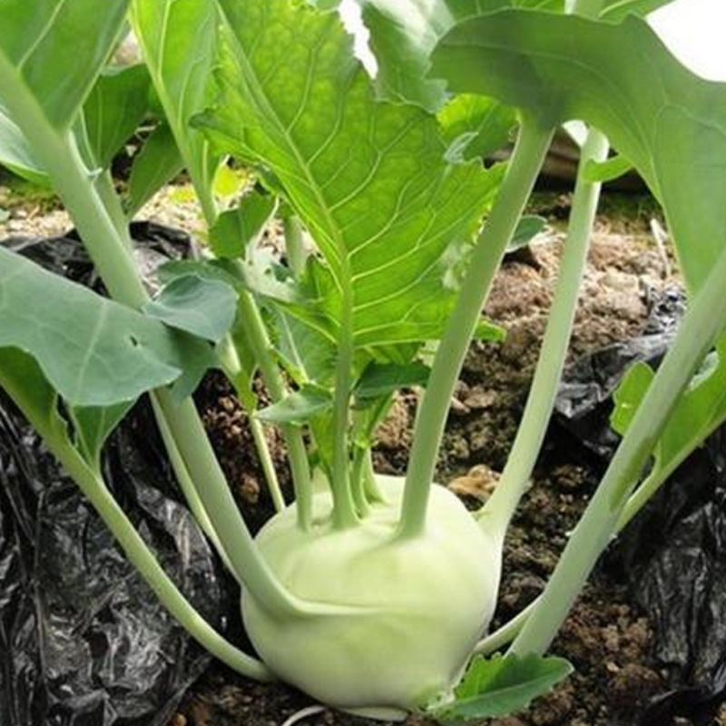 Green Kohlrabi Brassica Vegetable Seeds