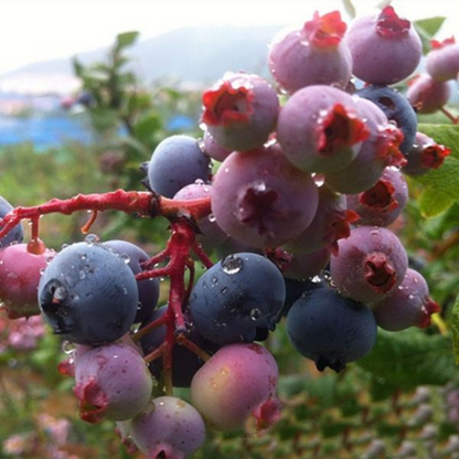 Nutritional Quality Blueberry Seeds