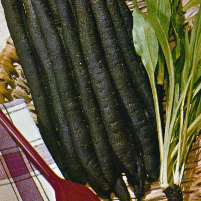 500 Pieces Black Carrot Vegetable Seeds