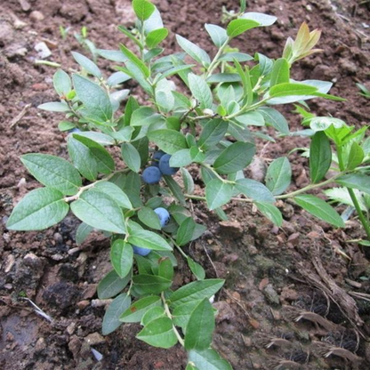 Nutritional Quality Blueberry Seeds