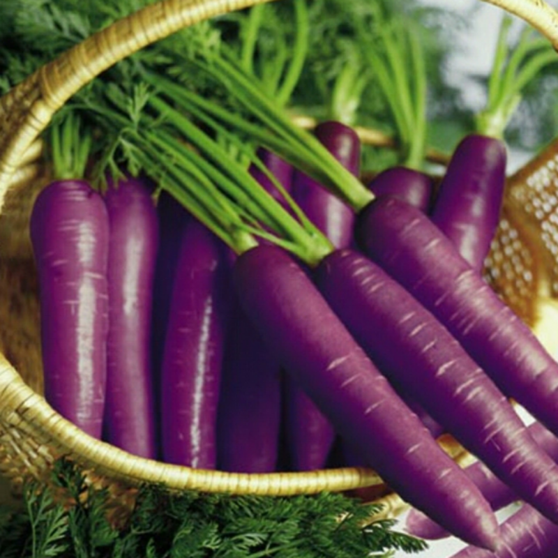 Cosmic Purple Carrot Vegetable Seeds