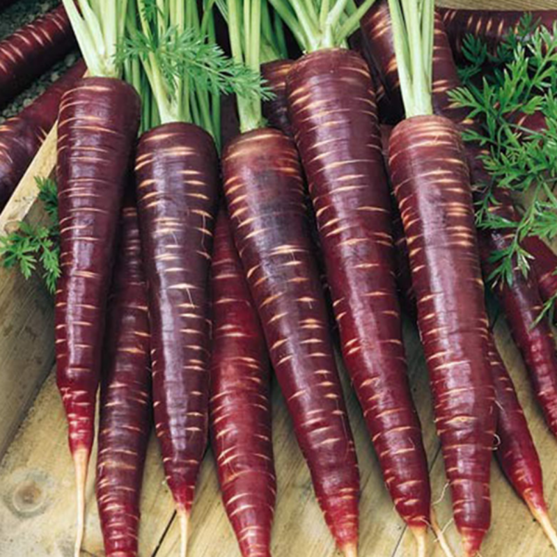 Purple Haze Carrot Seeds