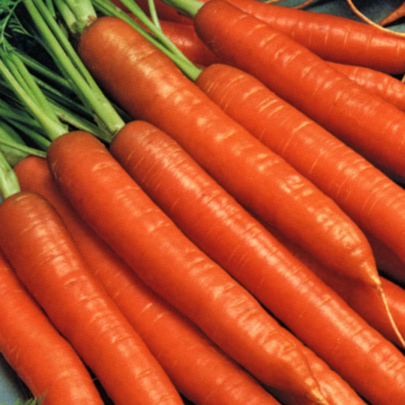 Orange Carrot Vegetable Seeds