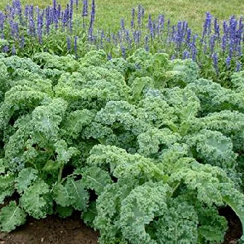 Organic Cabbage Vegetable Seeds
