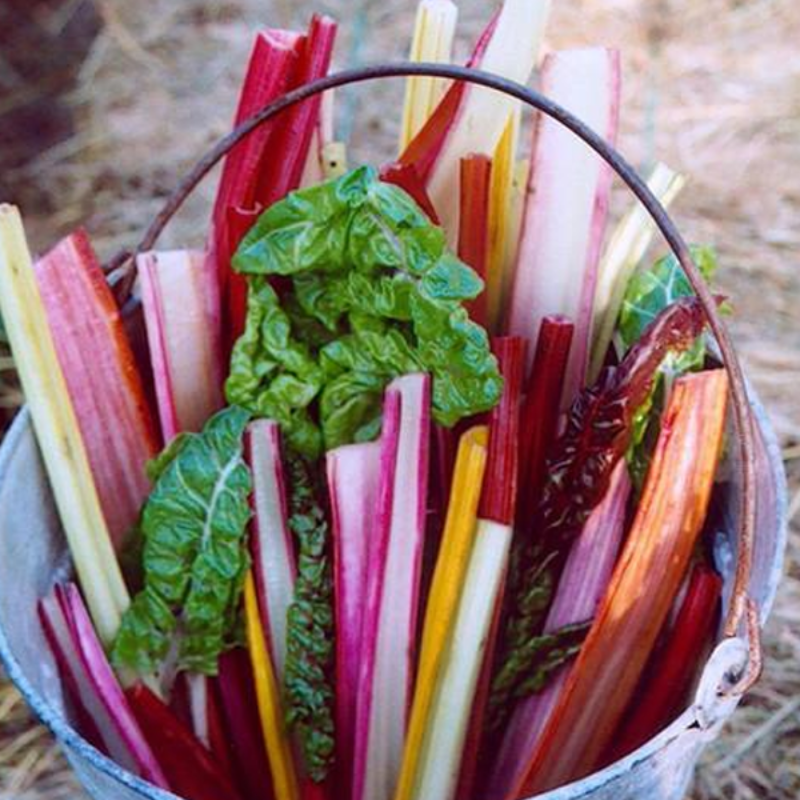 Bright Lights Swiss Chard Seeds