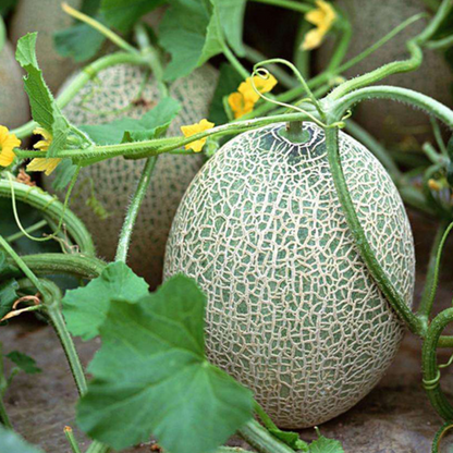 Cantaloupe Melon Fruit Seeds