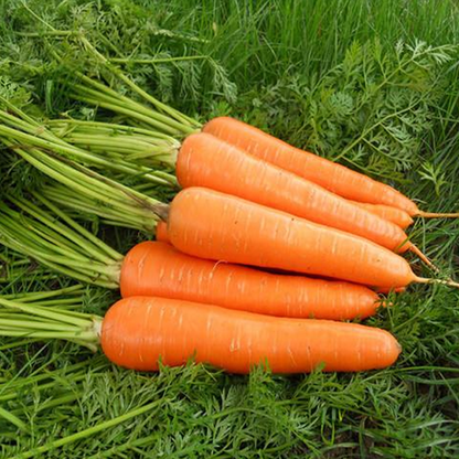 Fresh Sweet Carrot