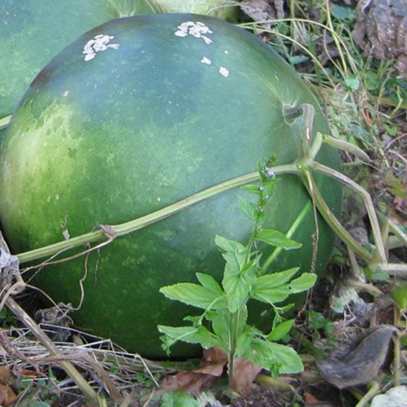 Basket Gourd Lagenaria Siceraria Seeds