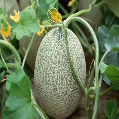 Organic Oval Shaped Cantaloupe Melon Seeds