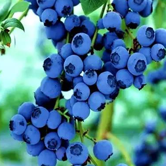 Potted Blueberry Fruit Seeds
