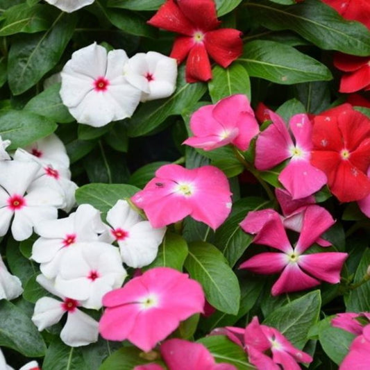 Assorted Vinca Periwinkle Seeds