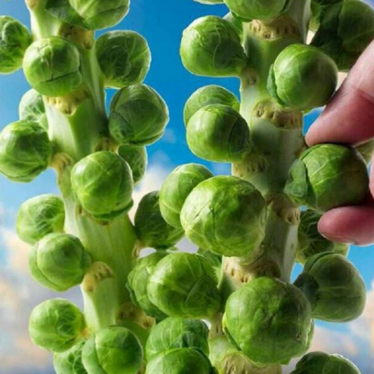 Organic Brussels Sprouts Seeds