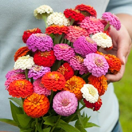 Zinnia Oklahoma Mix Seeds