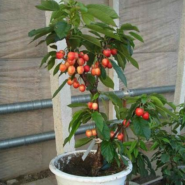 Popular Sweet Cherry Tree Seeds