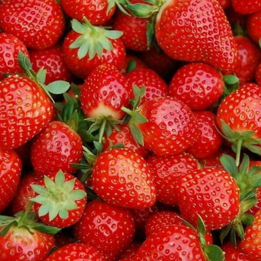 Four Seasons Fleshy Fragaria Strawberry Seeds