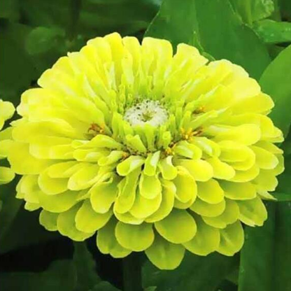 Zinnia Giant Lime Queen