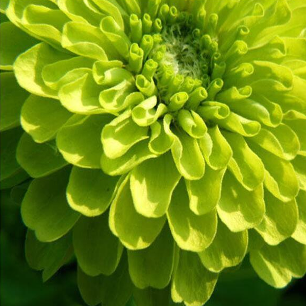 Zinnia Giant Lime Queen