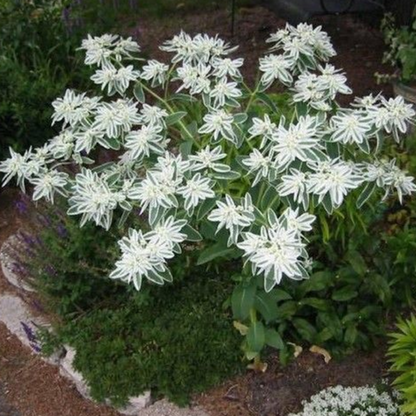 White Layered Euphorbia Marginata Pursh Seeds