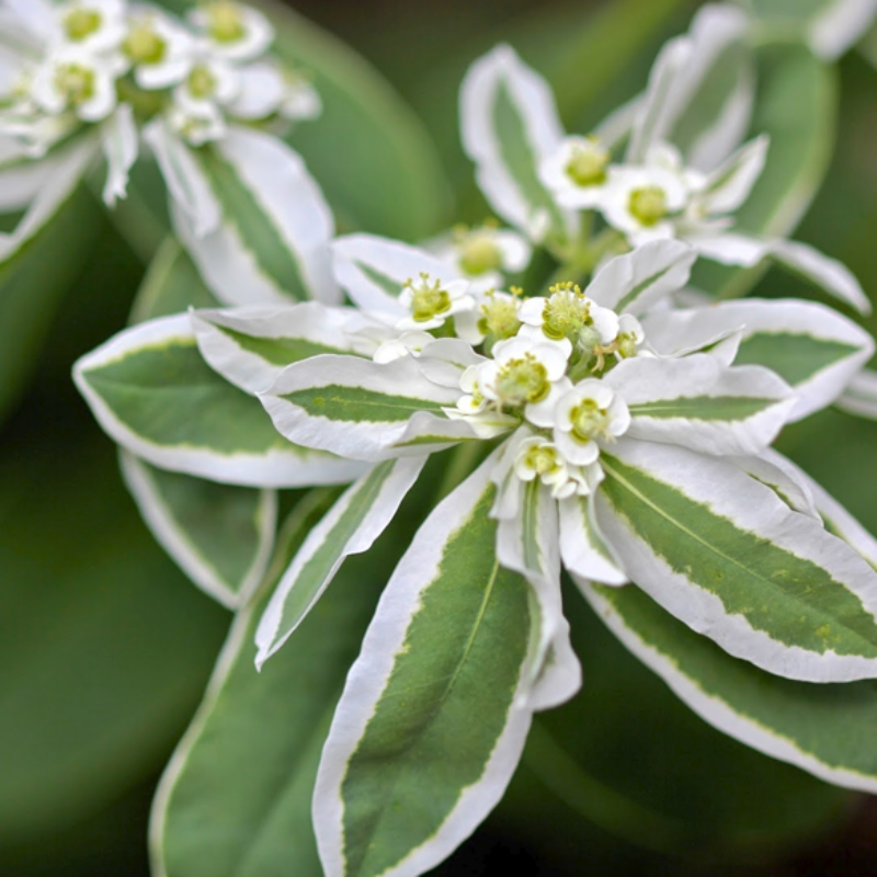 White Layered Euphorbia Marginata Pursh Seeds