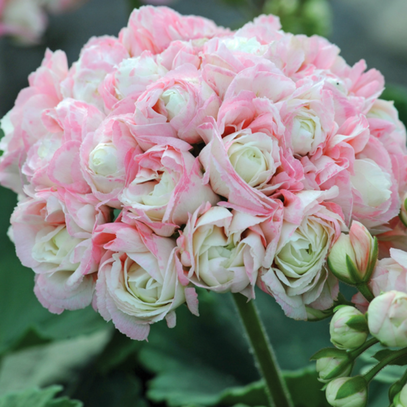 Bunchy Apple Blossom Geranium Plant Seeds