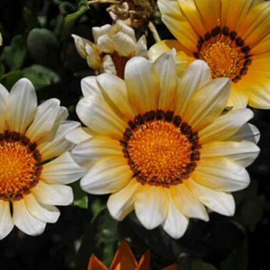 Golden White Gazania Rigens Daisy Seeds