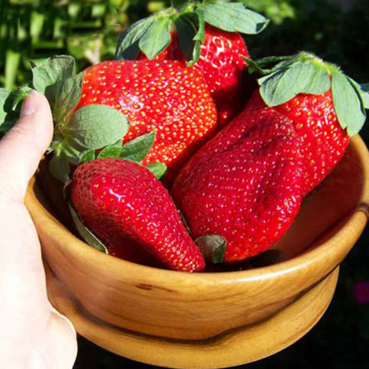 Twisted Dark Red Strawberry Seeds