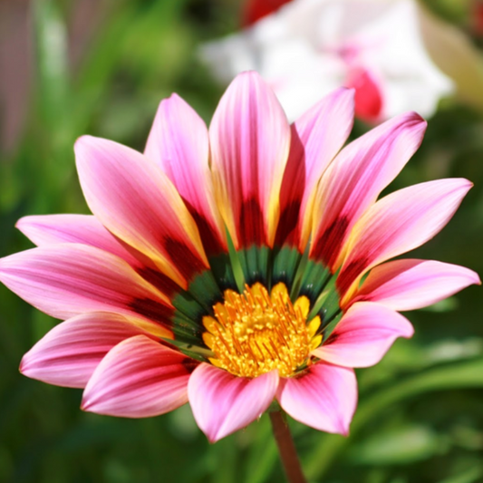 Gazania Big Sunflower Seeds