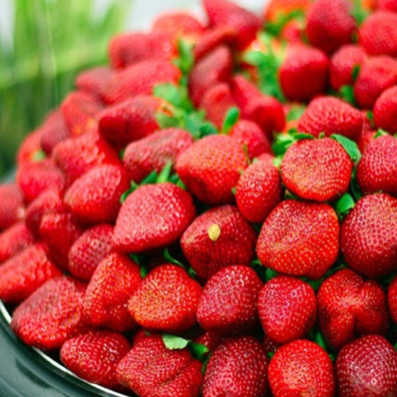 Dark Red Strawberry Seeds