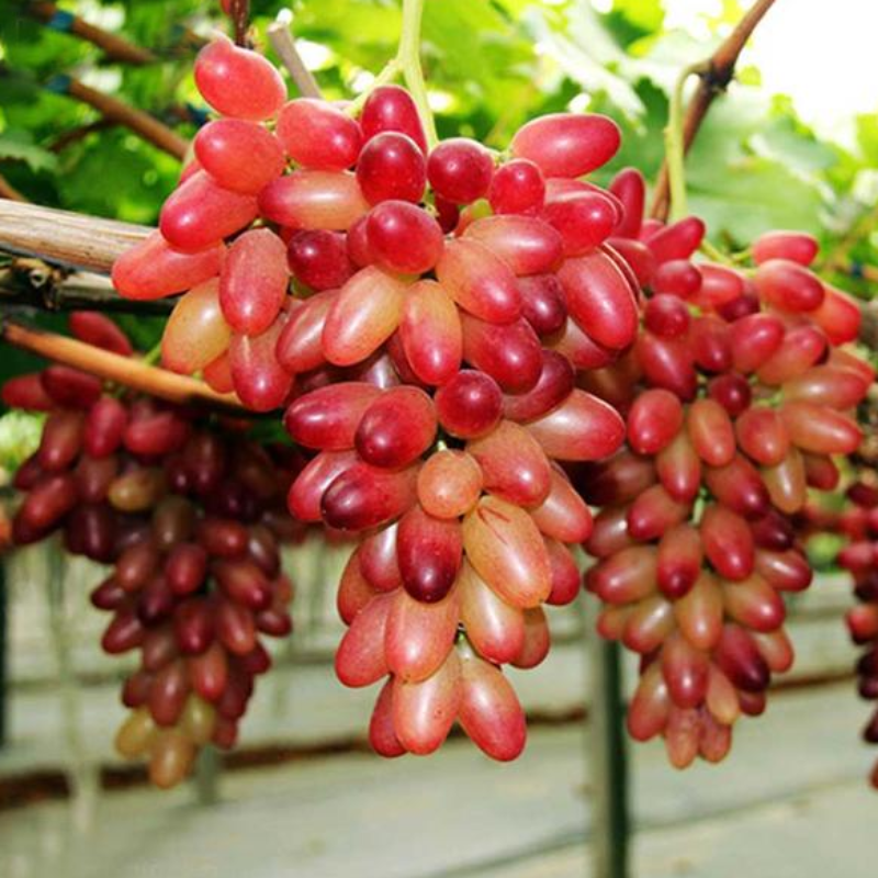 Golden Thornless Mini Grapes Seeds