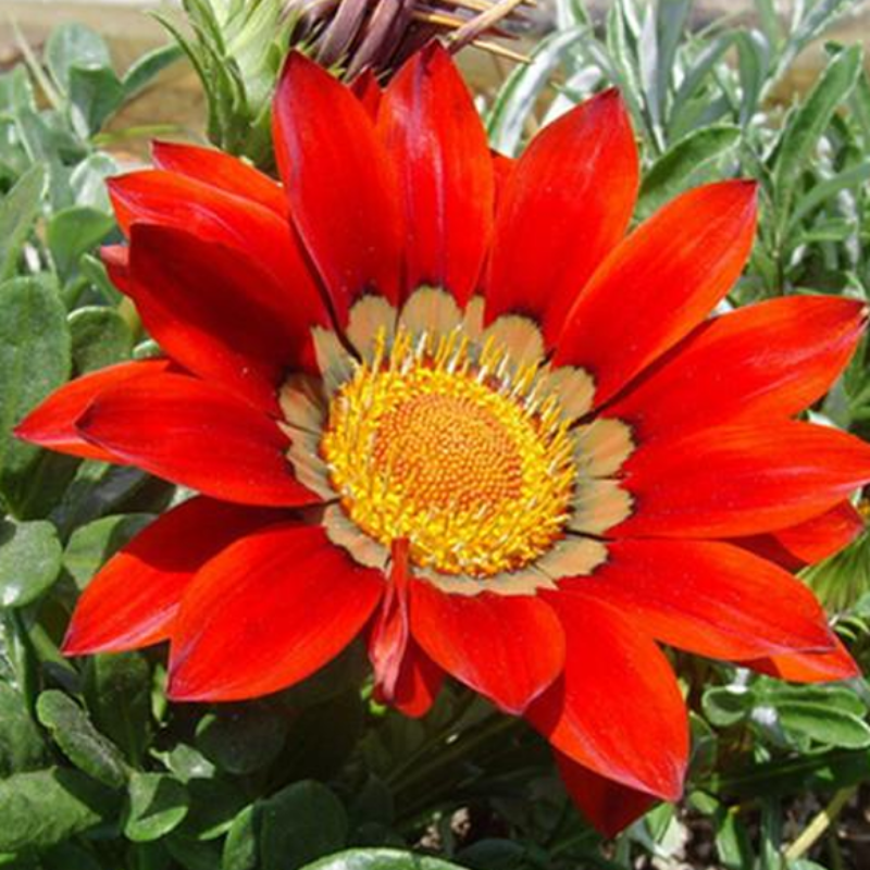 Red Gazania Coastal Rigen Sunflower Seeds