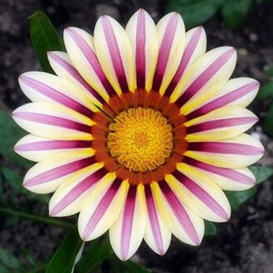 Gazania Rigens Pink Striped Sunflower Seeds