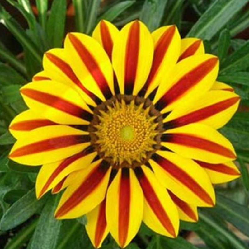 Red Stripe Gazania Rigens Marigold Seeds