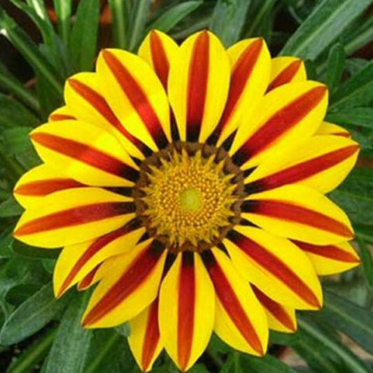 Red Stripe Gazania Rigens Marigold Seeds