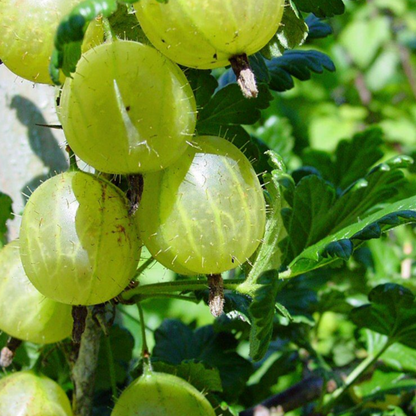 Impressive Rare Ceylon Gooseberry Seeds