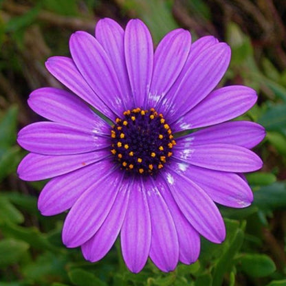 Multi Color Shiny Gazania Tulip Seeds