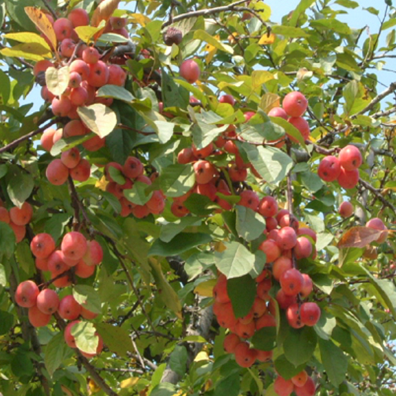 Apple Tree Seeds