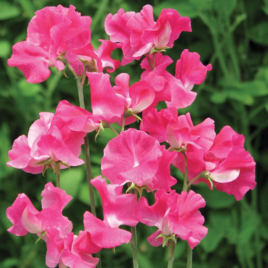 Sweet Pea Flower Seeds