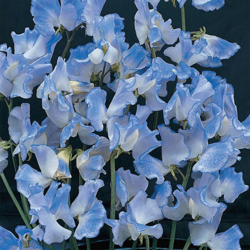 50 Pieces Blue Sweet Pea Plant Seeds