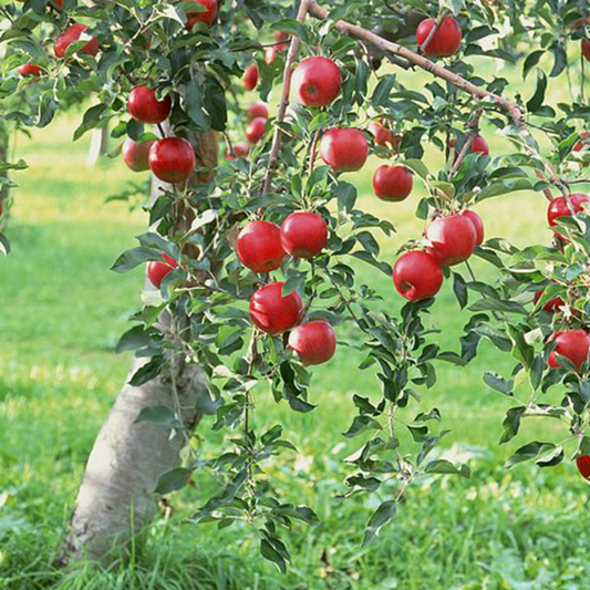 Juicy Red Almata Apple Tree Seeds