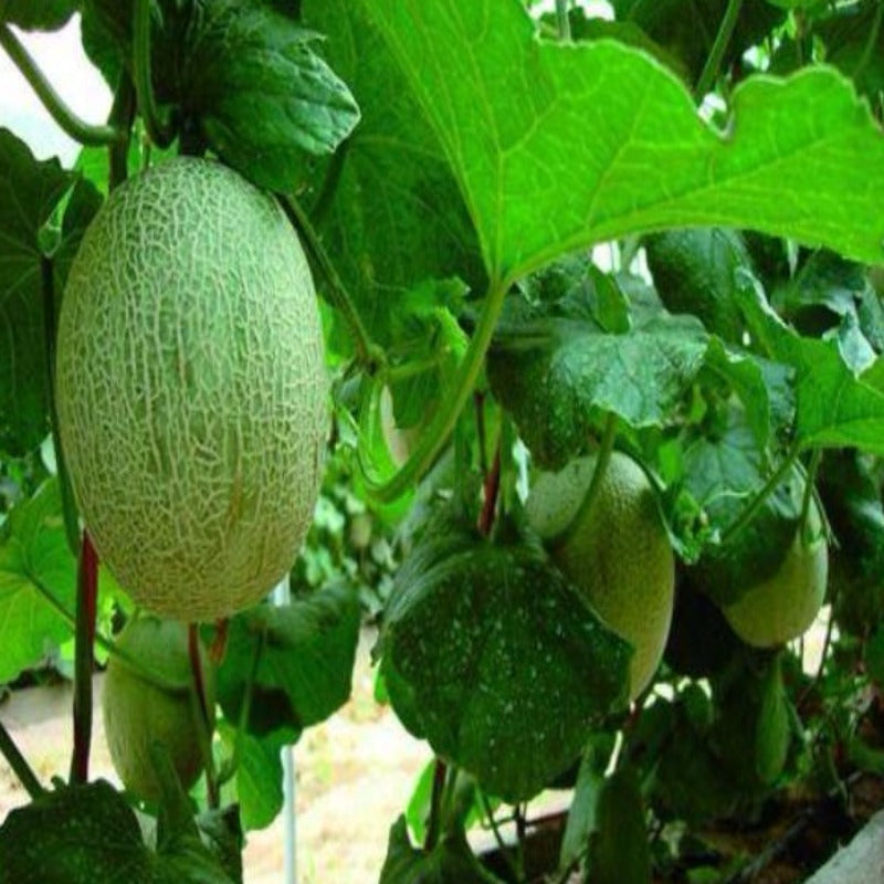 Organic Oval Shaped Cantaloupe Melon Seeds