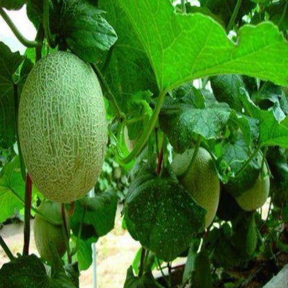 Organic Oval Shaped Cantaloupe Melon Seeds