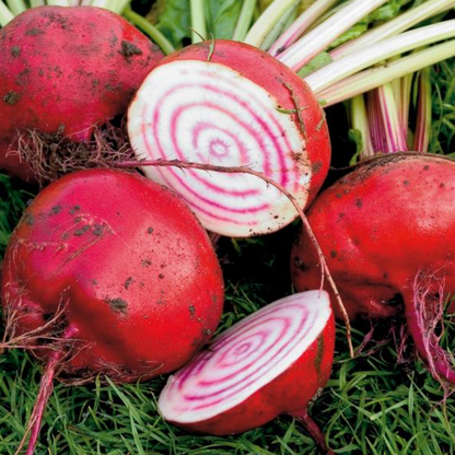 Tropical Reddish Beetroot Seeds