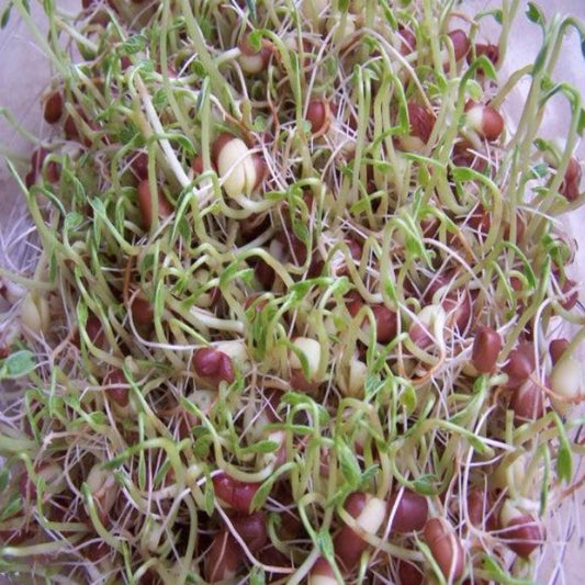 Rare Green Bean Fresh Sprout Seeds
