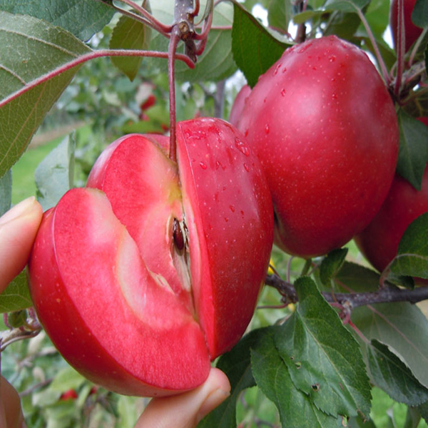 Pure Apple Tree Seeds