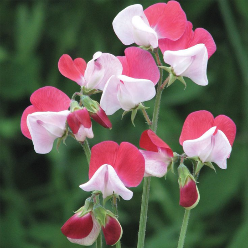 Red Sweet Pea Flower Seeds