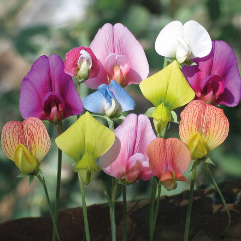 Multi Color Sweet Pea Flower Seeds