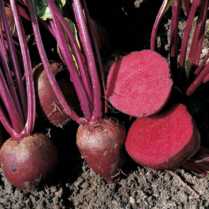 Tropical Reddish Beetroot Seeds