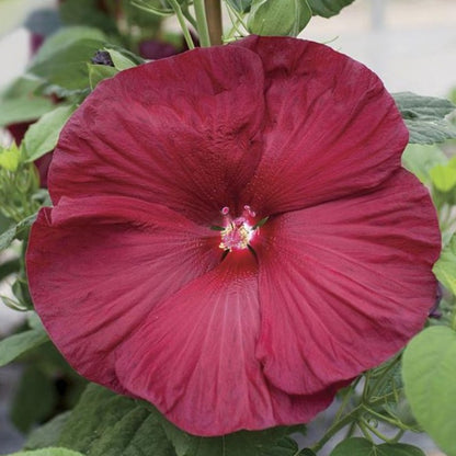 Bellfarm Deep Red Hibiscus Seeds