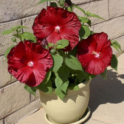 Bellfarm Deep Red Hibiscus Seeds