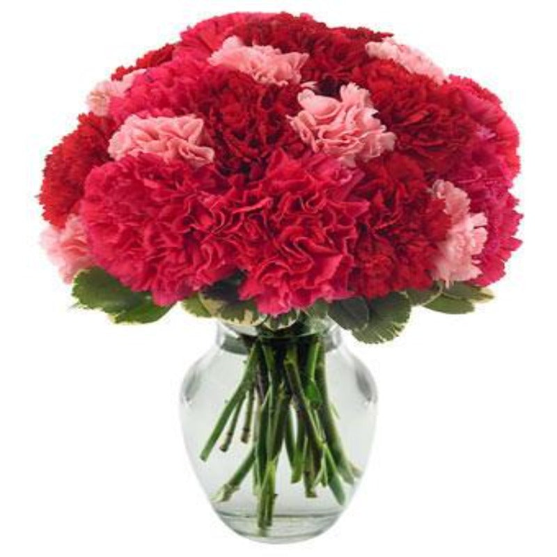 Carnation Flower Seeds